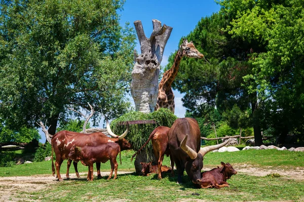 Braune Watusi-Bullen und eine Giraffe — Stockfoto