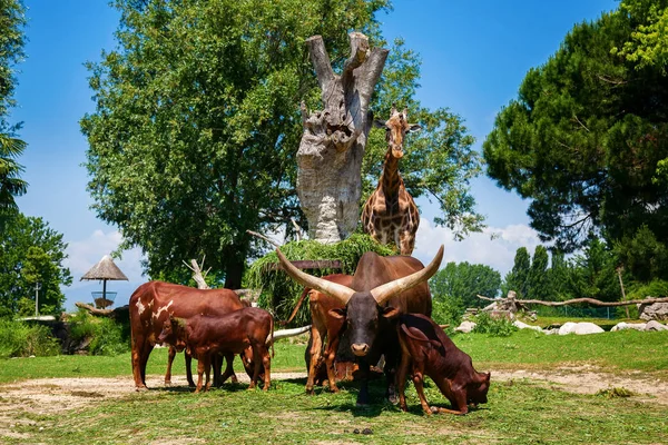 Braune Watusi-Bullen und eine Giraffe im Zoo — Stockfoto