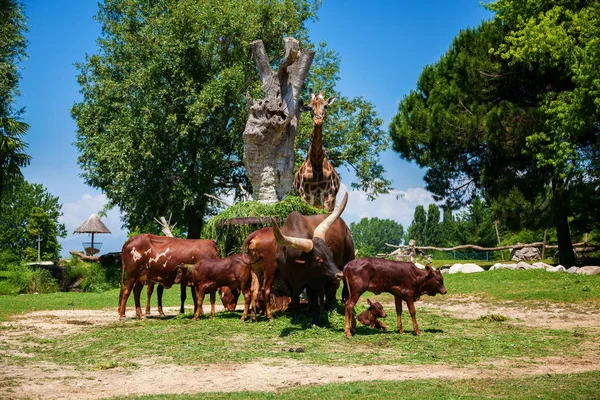 Die Herde brauner Watusi-Bullen und eine Giraffe — Stockfoto