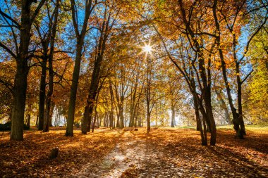 altın ağaçlar ve Verkiai bölgesel parkta parlayan bir güneş