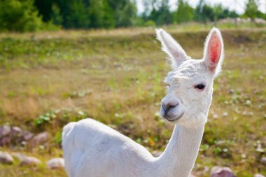 Beyaz Lama