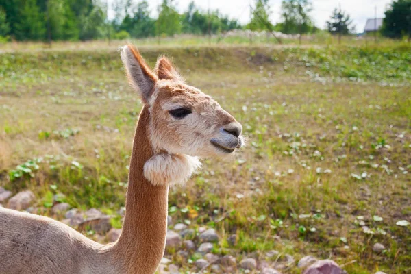 Alpaca castanha clara — Fotografia de Stock