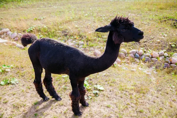 Alpaca castanha escura — Fotografia de Stock