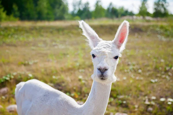 Portret van een witte alpaca — Stockfoto