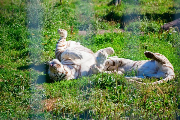 Zwei weiße Tiger, die miteinander spielen — Stockfoto