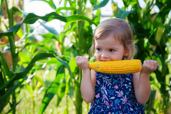 Retrato Una Linda Niña Hambrienta Comiendo Una Mazorca Maíz Arbustos —  Fotos de Stock