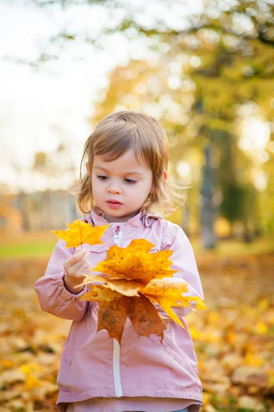在秋天的公园里抱着枫叶的小女孩 — 图库照片