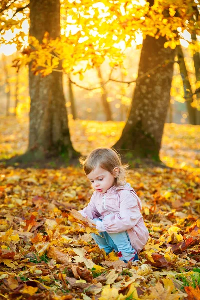 Симпатична Дівчинка Збирає Кленове Листя Сонячному Осінньому Парку — стокове фото
