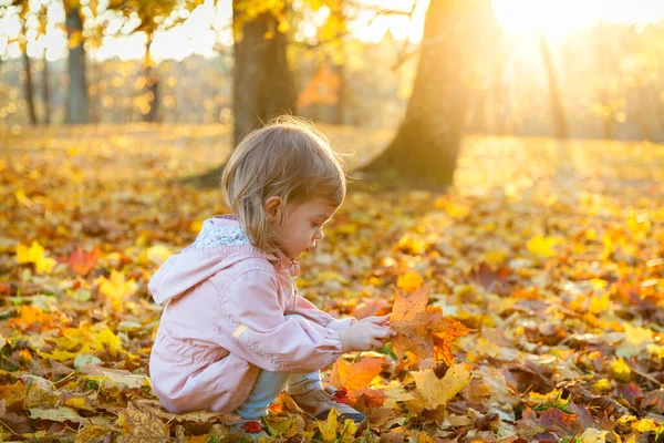 Niña Recogiendo Hojas Arce Parque Otoño Bonito Día Otoño Soleado —  Fotos de Stock