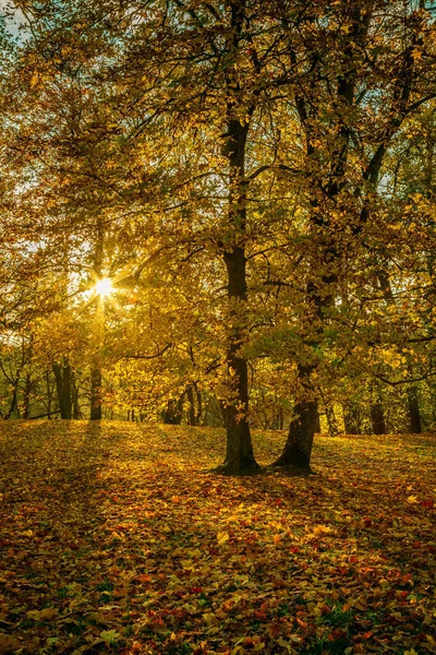秋の公園で太陽が輝く黄金の木 — ストック写真