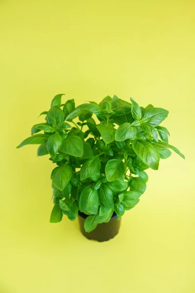 Fresh Green Basil Plant Black Pot Yellow Background — Stock Photo, Image