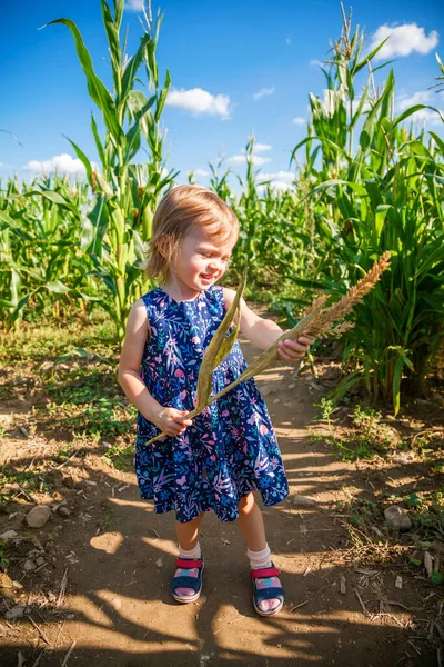 Petite Fille Jouant Avec Plante Maïs Debout Dans Champ Maïs — Photo