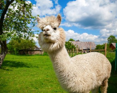 Komik beyaz alpaka portresi