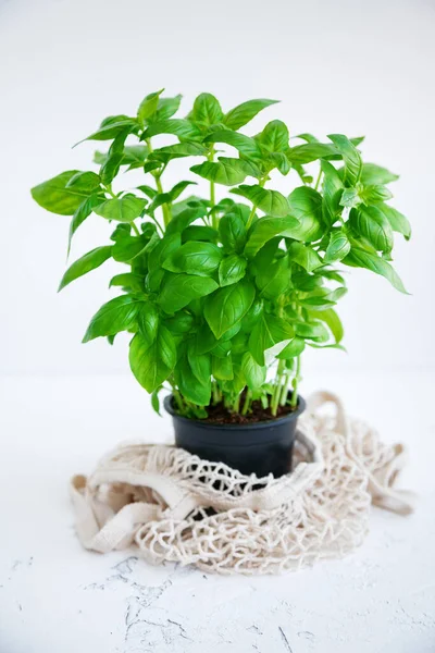 Πράσινο Βασιλικό Φυτό Μαύρο Δοχείο Μια Τσάντα String Λευκό Φόντο — Φωτογραφία Αρχείου