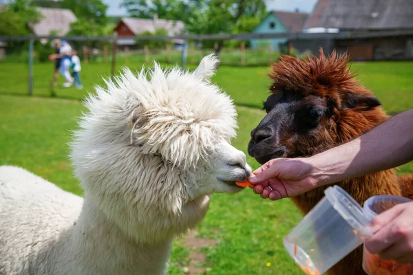 Man Hand Carrot Feeding Two Cute Alpacas White Brown — Stock Photo, Image