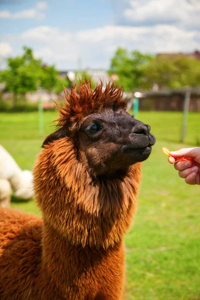 Alpaca Marrón Comiendo Zanahoria Mano Del Hombre — Foto de Stock