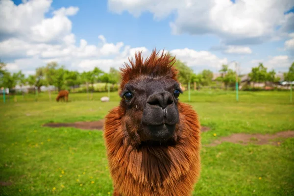 Portrait Funny Cute Brown Alpaca Field — Stock Photo, Image