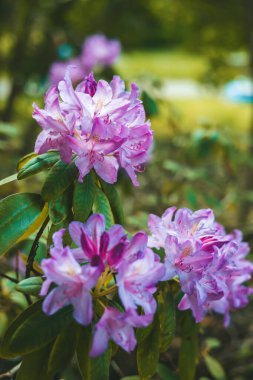 Güzel pembe ve mor rhododendron çiçekleri çiçek açar. Yakın plan çekimde, doğal arka plan bulanıklığı, bahar, doğa ve sükunet kavramları için idealdir.