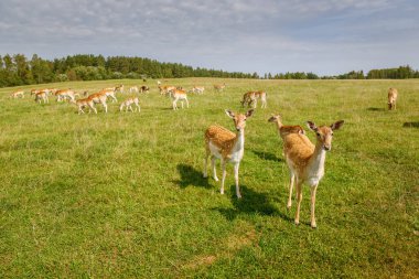 Güneşli bir tarlada dikilen meraklı bir geyik sürüsü ön planda iki yavru kameraya bakarken diğer geyikler arka planda huzur içinde otluyor.
