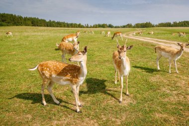Güneşli bir tarlada otlayan benekli geyik sürüsü. Sıcak bir günde, açık kırsal alanda dolanan toprak bir yol.