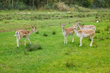 Bir grup meraklı benekli geyik, yeşil çimenli bir tarlada dikiliyordu. Bir çit ve bulanık arka planda orman sınırı vardı.