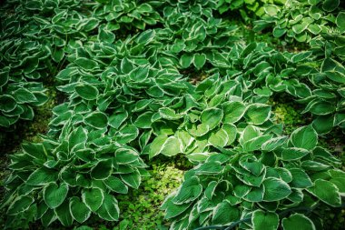Çerçeveyi dolduran yemyeşil ve beyaz ev sahibi bitkiler doğal ve canlı bir arkaplan dokusu yaratıyor.