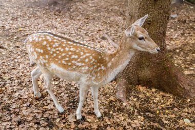 Meraklı bir benekli geyik bir sonbahar yaprakları ile kaplı bir zemin üzerinde duruyor bir ağacın yanında, dikkatli bir yüz ifadesiyle mesafeye bakıyor