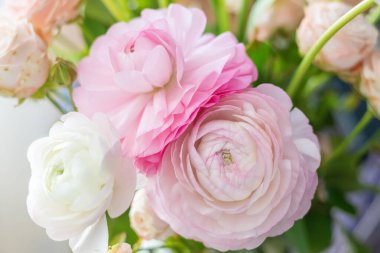 Zarif pembe ve beyaz ranunculus çiçekleri, narin taç yaprakları ve yumuşak pastel renkler sergiliyor güzel ve romantik bir hayat için