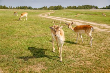 Yeşil bir çayırda otlayan bir geyik görüldü. Çevresindeki toprak yol ve arka planda da barışçıl ve doğal bir vahşi yaşam manzarasını betimleyen bir orman.