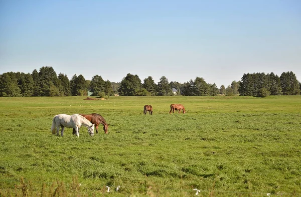 Несколько Лошадей Пастбище Рядом Фермой Едят Траву Стоковое Фото