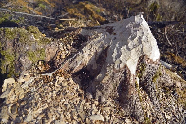 Tombe Arbre Abattu Par Des Castors Avec Des Traces Dents — Photo