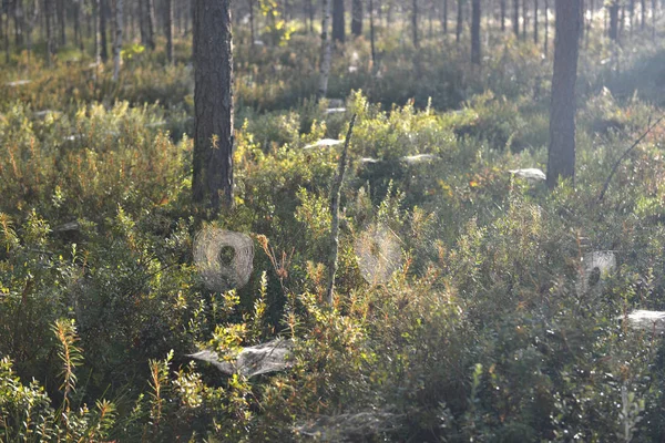 Floresta Iluminada Pelo Sol Manhã Com Muitas Teias Aranha — Fotografia de Stock