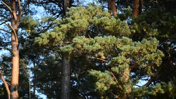 松树树枝在风中摇曳 — 图库视频影像