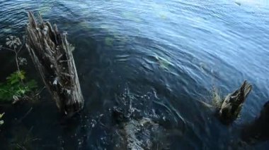 Sucul yaşam küçük bir alanda