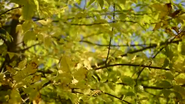 Yellow Ash Tree Leaves Swaying Wind — Stock Video