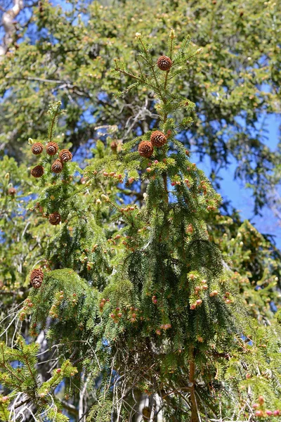 Gran Vintergröna Träd Familjen Pinaceae Picea Abies — Stockfoto