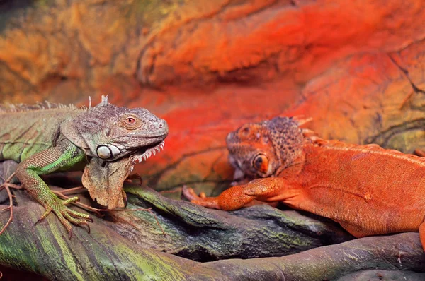 Bir çift yeşil iguanas of Terrerium içinde güneşlenmek