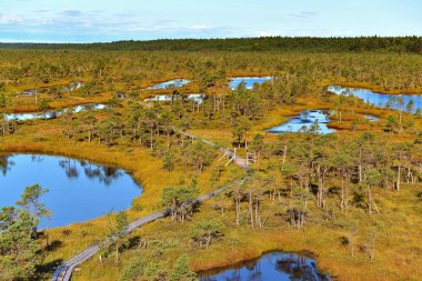 Manzara birçok göl ve cüce çam ile Avrupa Forest Park