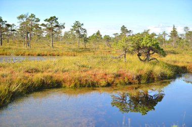 Minyatür çam bir uzun-karaciğer swampland içinde büyüyor