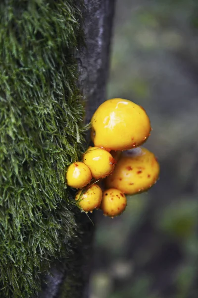 Yellow mushrooms of the Pholiota family on a mossy tree trunk
