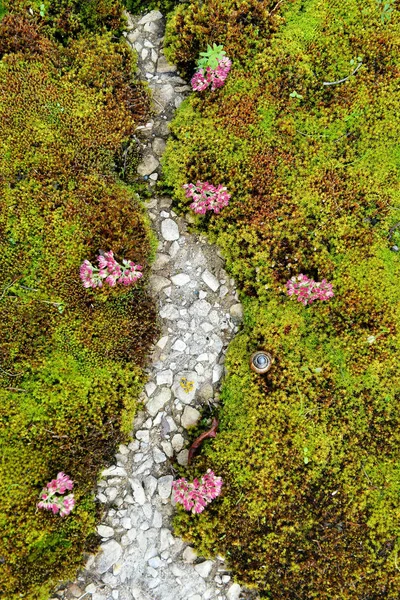 近距离的土地与苔藓 小植物和石头路径在中间 — 图库照片