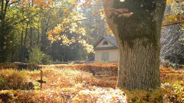 Podzimní Listí Podzim Slunečného Dne Hřbitově — Stock video