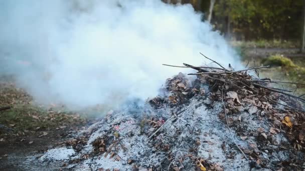 Brinnande Eld Från Torra Löv Och Åkermarker — Stockvideo