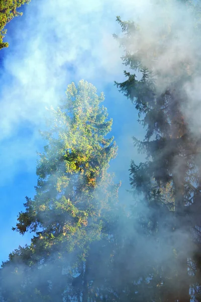 Orman ağaçları duman içinde kefen güneş ışığında