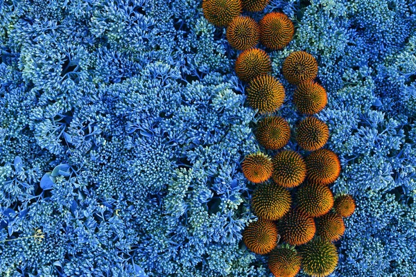 Arka plan mavi bitki üzerinde parlak turuncu dikenleri