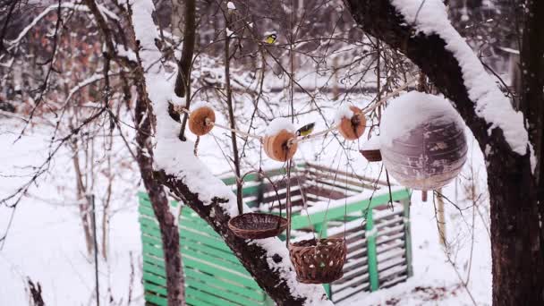 多く空腹な鳥が木から雪の降る寒い冬の中断の種子とフィーダーまで飛ぶ — ストック動画