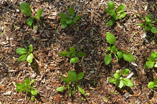 Çimlenen ıspanak filizi