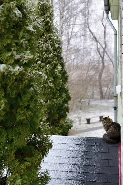 Gatto sul tetto nella neve — Foto Stock