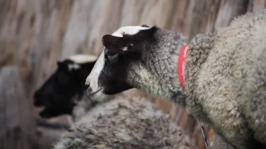 Çiftlikteki koyunların görüntüleri
