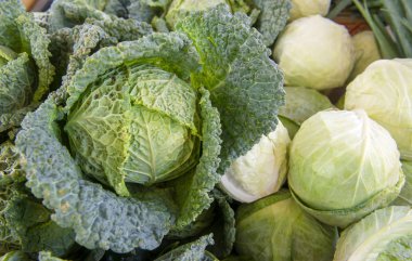 Lahana veya Brassica oleracea capitata, Siyah lahana, Borecole, brokoli